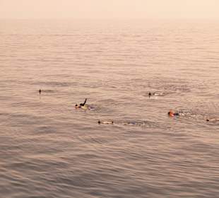 Schwimmen mit den Delfinen