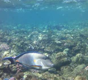 Fische