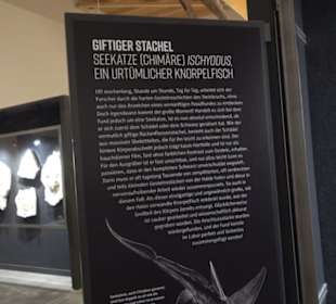 Dinosaurier Museum Altmühltal