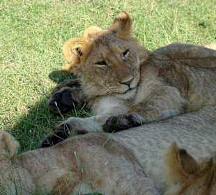 Schön, dieser Schatten!
