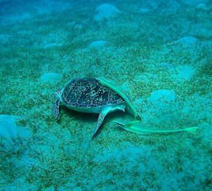 Tauchen in Abu Dabab