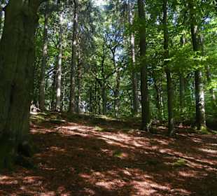 Sachsenwald