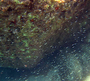 Šnorchlování v oblasti Kalithea