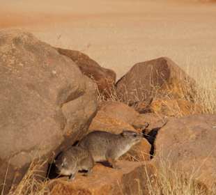 Tierwelt im Nationalpark