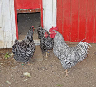 Streichelzoo Rülzheim