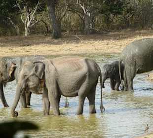 Elefanten beim Baden