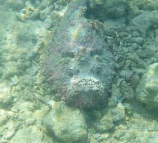 Schnorcheln Hurghada