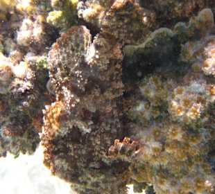 Auch perfekt getarnt