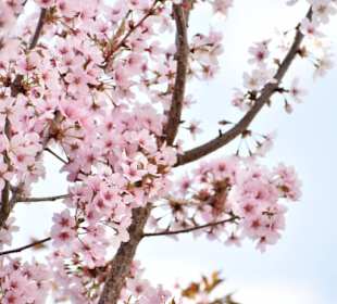 Rombergpark Dortmund