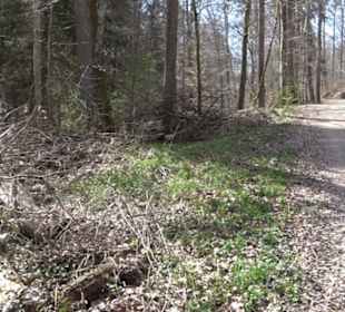Waldkulturerbe Neuweiler Viehweide