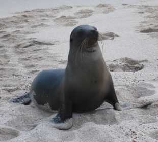 Viele Seelöwen teilweise mit Jungtieren