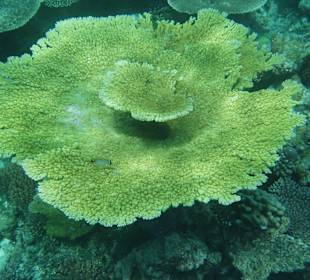 Schnorcheln am Riff Aquarium