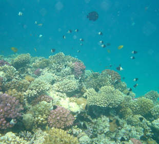 Unterwasserwelt Makadi