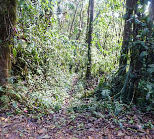 Wanderung durch den Nebelwald/Regenwald