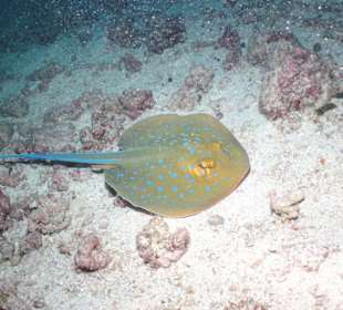 Blaupunktrochen beim Tauchen