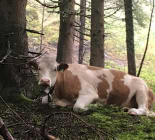 Wandern Hochpillberg