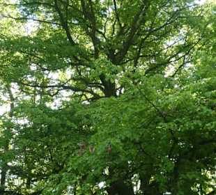Eindruck vom Spaziergang Ostheimer Streifberg-Tour