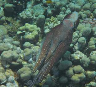 Schnorcheln beim Fort Arabesque