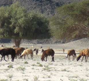 Marsa Alam Ausflüge-Nationalpark Wadi El Gemal 