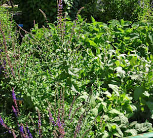 Rundgang durch den Botanischen Garten Cagliari