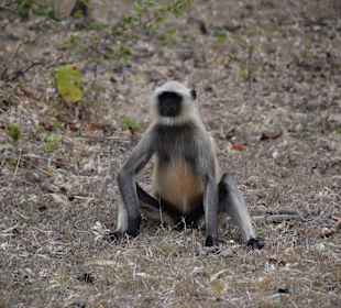 Hulman-Langur