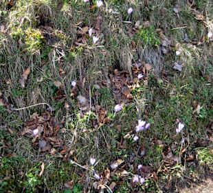 Blüten am Hang