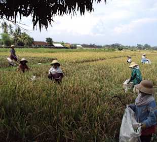 Frauen auf dem Reisfeld - alles nur mit der Hand!!