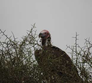 Julius Tact / JT Safaris