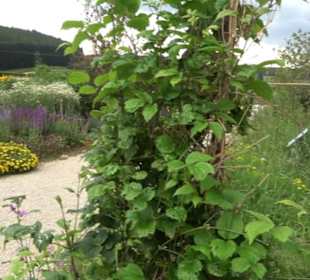 ALB-GOLD Naturgarten