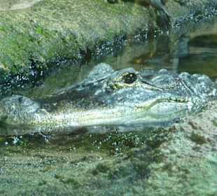 Mississippi Alligator