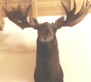 Er beobachtet alles im Saal