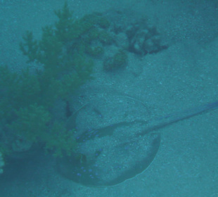 Ein Baby-Blaupunktrochen in der Größe einer Hand
