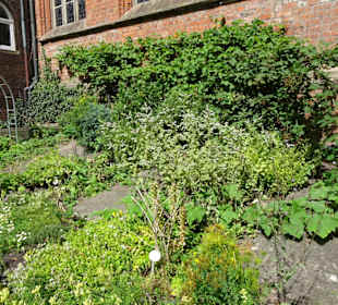 Der Bibelgarten des Bremer Doms