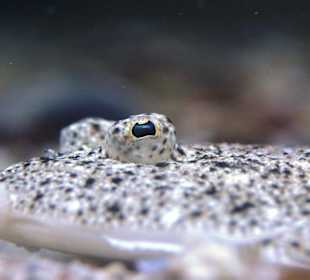 Steinbutt im Salzwasseraquarium