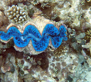 Tridacnamuschel