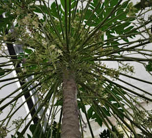 Rundgang durch das Tropenhaus Klein Eden