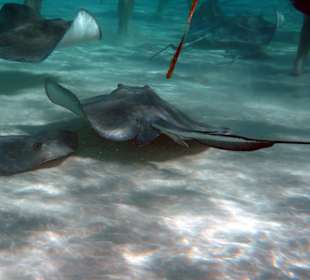 Stingray City