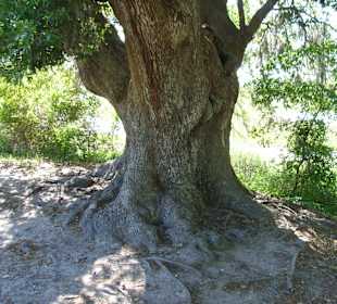 Ich bin sehr sehr alt