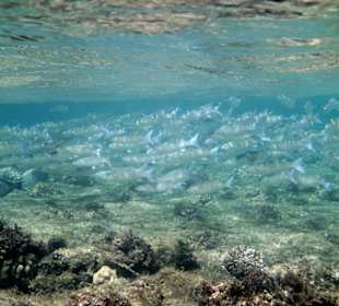 Direkt unter der Wasseroberfläche