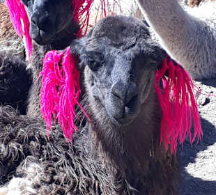 Pampa Cañahuas