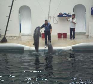 Delphinarium in Varna