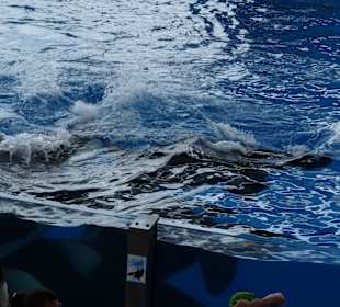 Orca Ocean Show