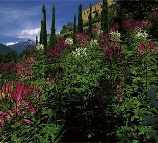 Castello "Trauttmansdorff"15min a piedi dall'hotel