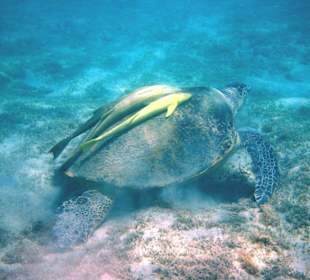 Schildkröte mit Putzerfischen