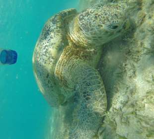 Бухта черепах