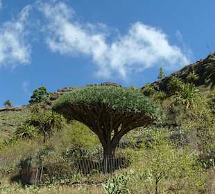 Drachenbaum von Agalan 