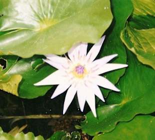 Pieszczanska amazonka