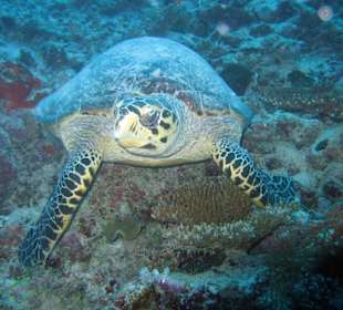 Die kommt mir nicht in die Suppe