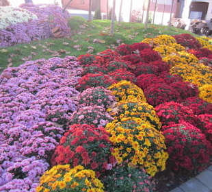 Chrysanthema Lahr