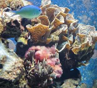 Impressionen aus dem Aquazoo Löbbecke Museum